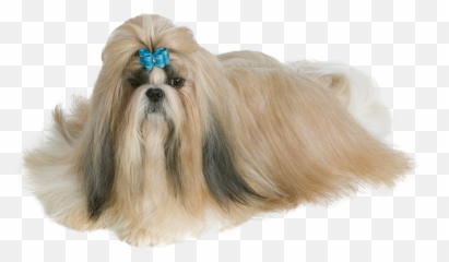 Shih Tzu Is A Brachycephalic Breed - Shi Tzu Png Transparent,Shih Tzu Png