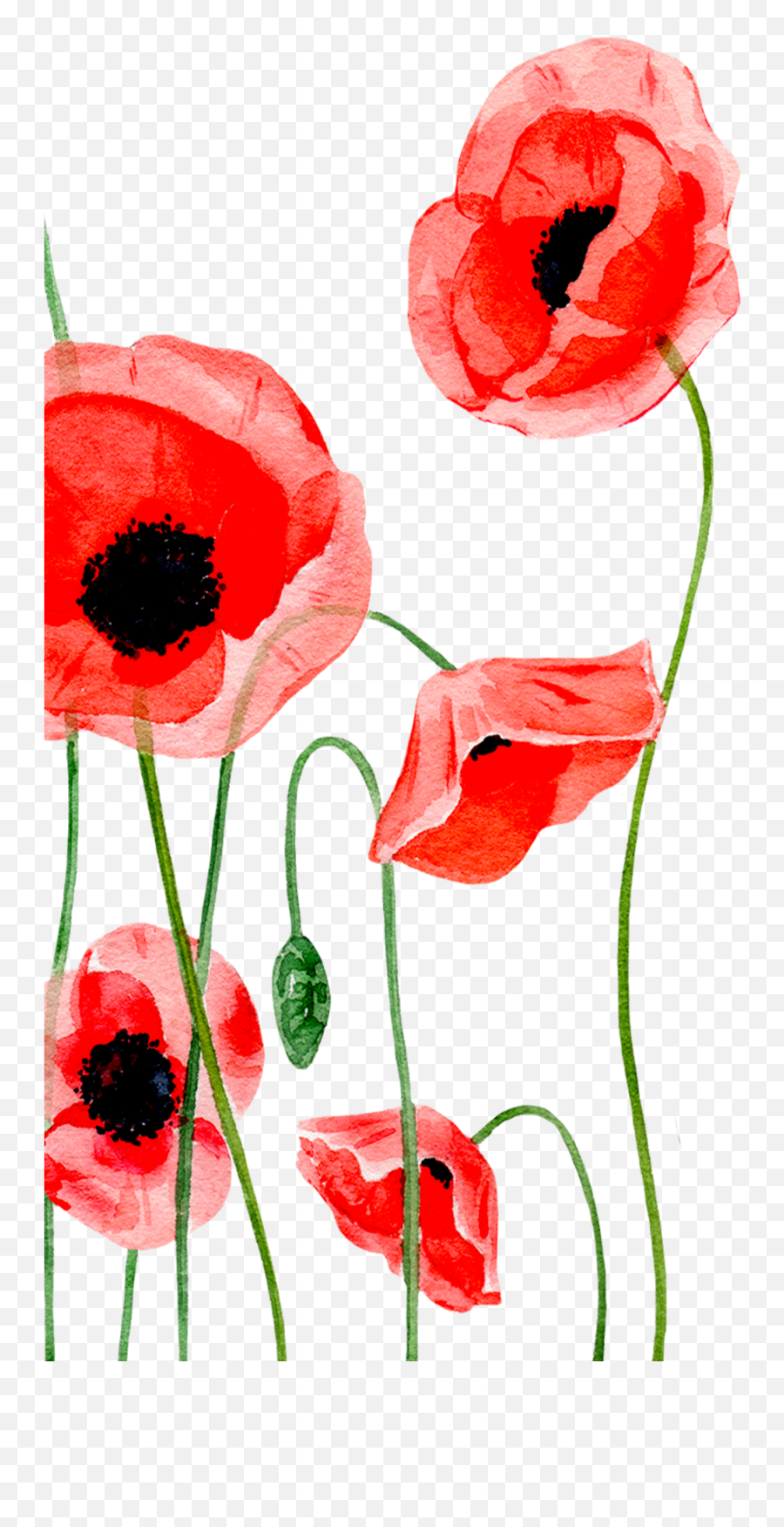Poppy Clipart Single Picture 177105 - Iphone Wallpaper Poppy Flower Png,Poppies Png