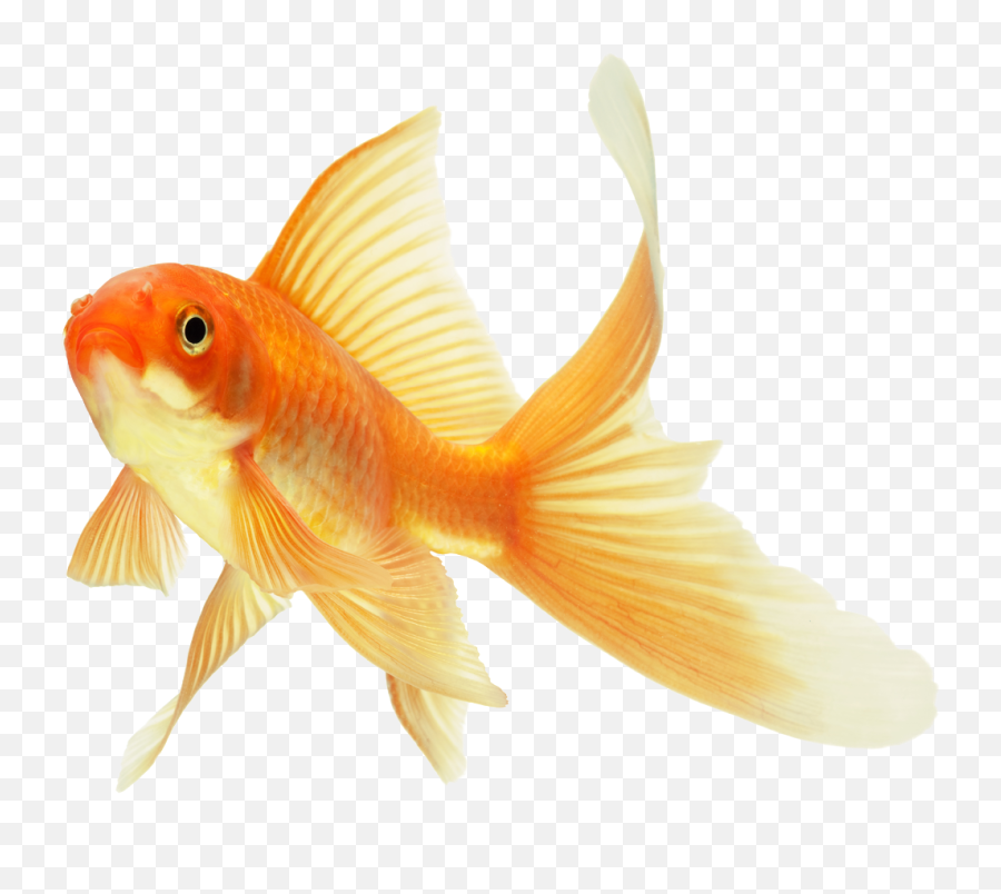 Download 304 Images About Overlays - Goldfish Png,Heart Transparents