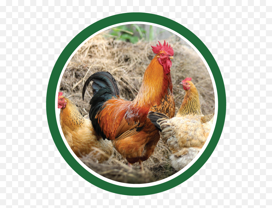 Chicken Supply And Feed In Johnstown Colorado - Animal Gallo Ponedora Png,Icon Food Brands