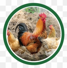 Chicken Supply And Feed In Johnstown Colorado - Animal Gallo Ponedora png