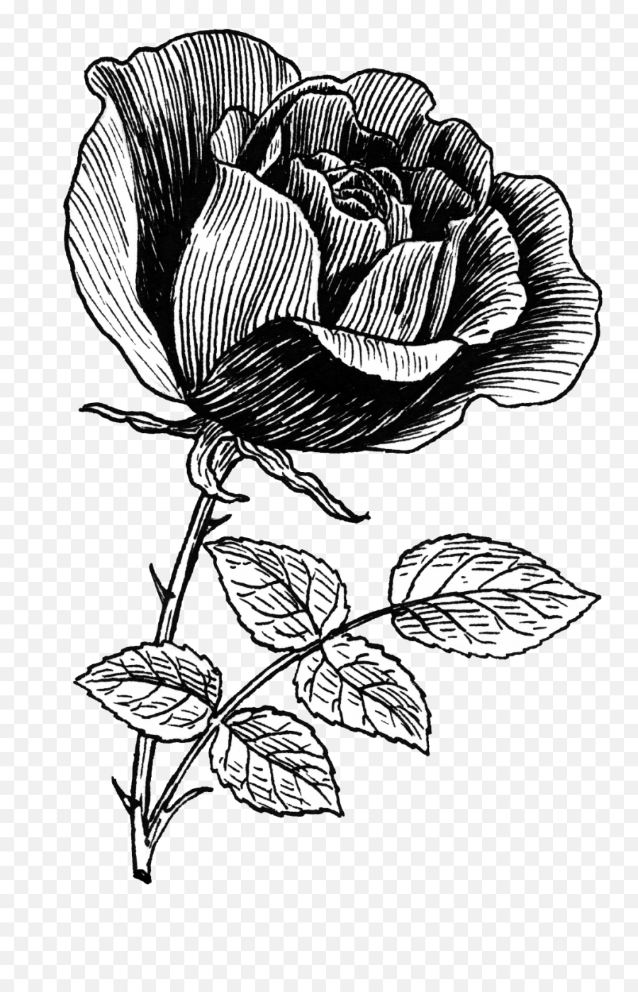 Rose Flower - Transparent Rose Line Art Png,Flower Stem Png