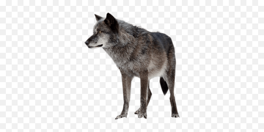 Download Free Png Dark - Wolf Png,Wolf Face Png