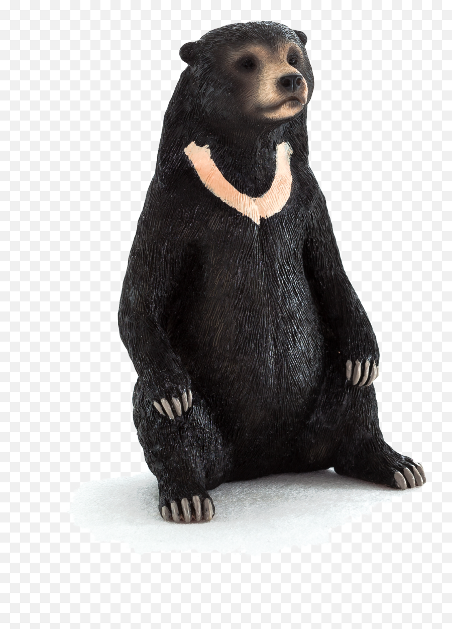 Animal Planet Sun Bear - Elephanta Elephanta Sun Bear Png,California Bear Png