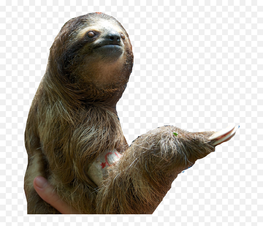 Sloth Png Pic - Sloth Png Transparent,Sloth Png