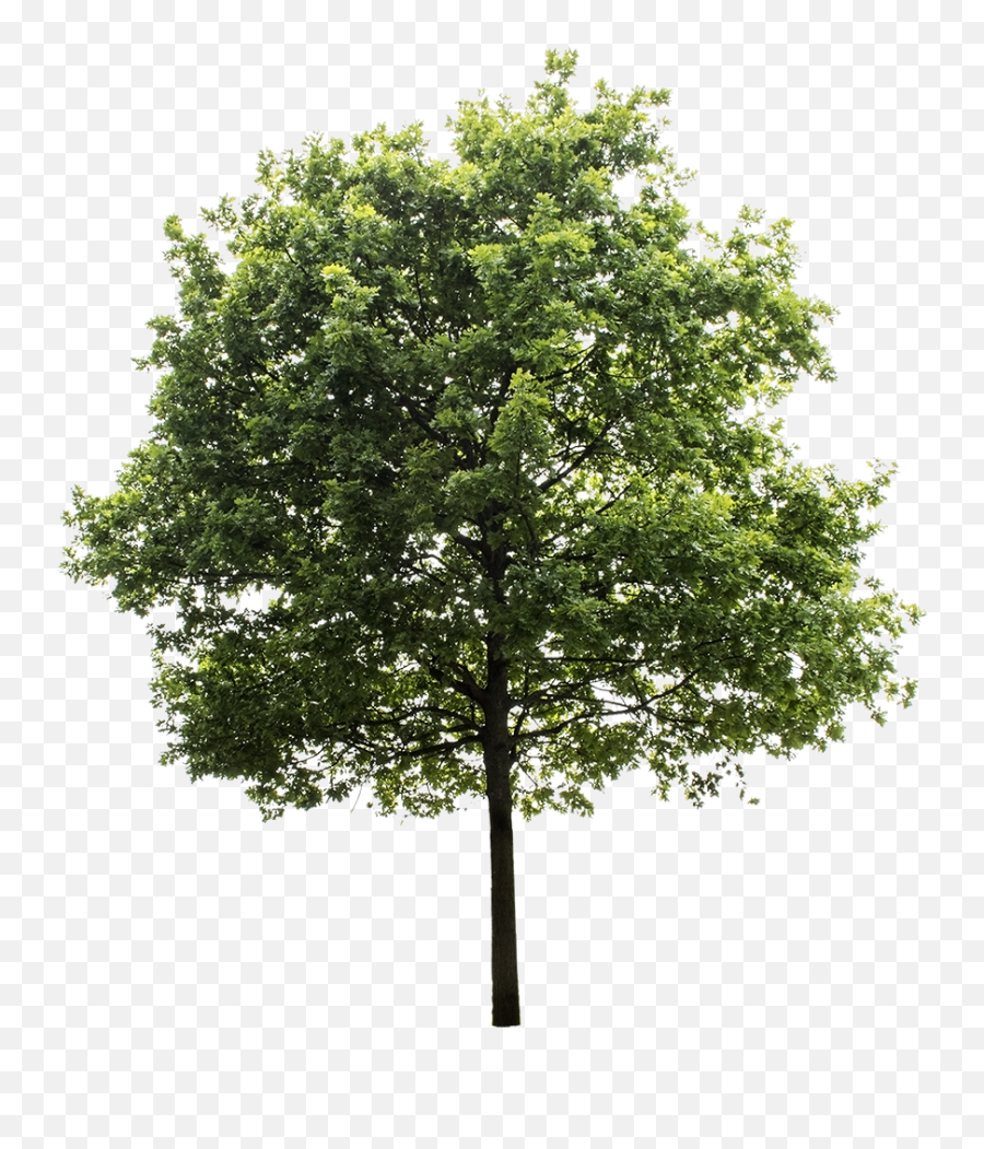 Oak Tree Photoshop Trees To Plant Render - Trees Elevation For Photoshop Png,Pine Tree Transparent Background