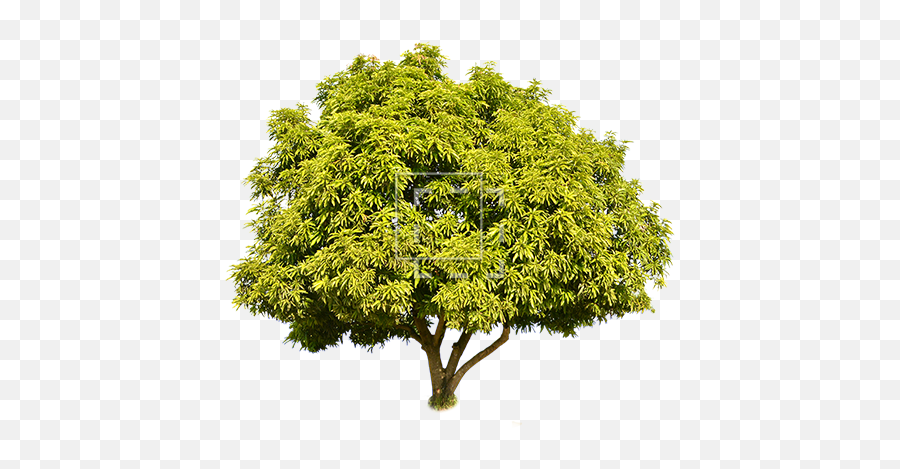 Tall Green Juniper - Juniper Tree Png,Tall Tree Png