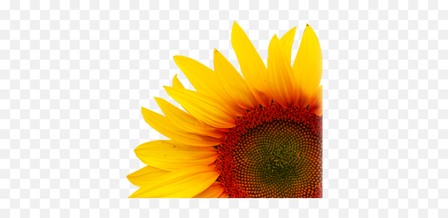 Download Free Png Background - Sunflowertransparent Dlpngcom Creative Sunflower Transparent Png,Sunflowers Transparent