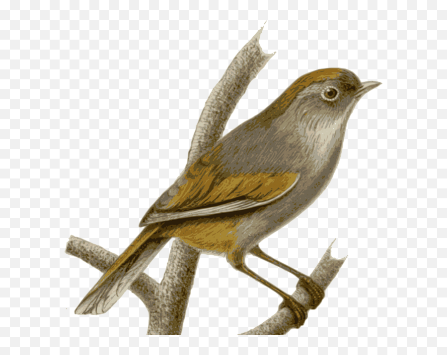 Png Transparent Background Image Sparrow