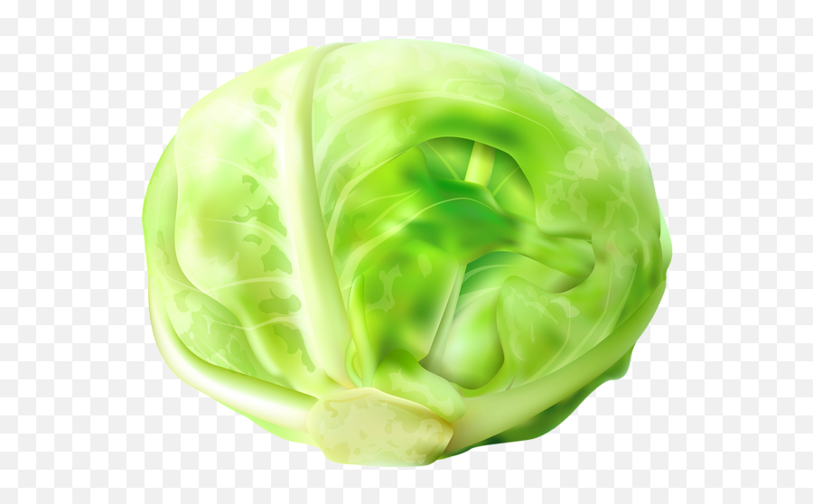 Cabbage Clipart Transparent - Cabbage Clip Art Png,Cabbage Transparent