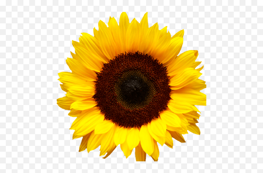 Cropped - Bmlogosunflowersq512png Transparent Background Sunflower Png,Sunflower Logo