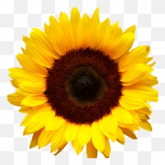 Cropped - Bmlogosunflowersq512png Transparent Background Sunflower Png,Sunflower Logo
