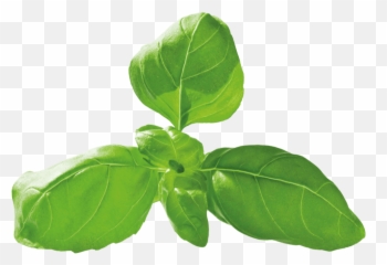 Basil U2014 Spice Use Plant Kotányi - Houseplant Png,Basil Png