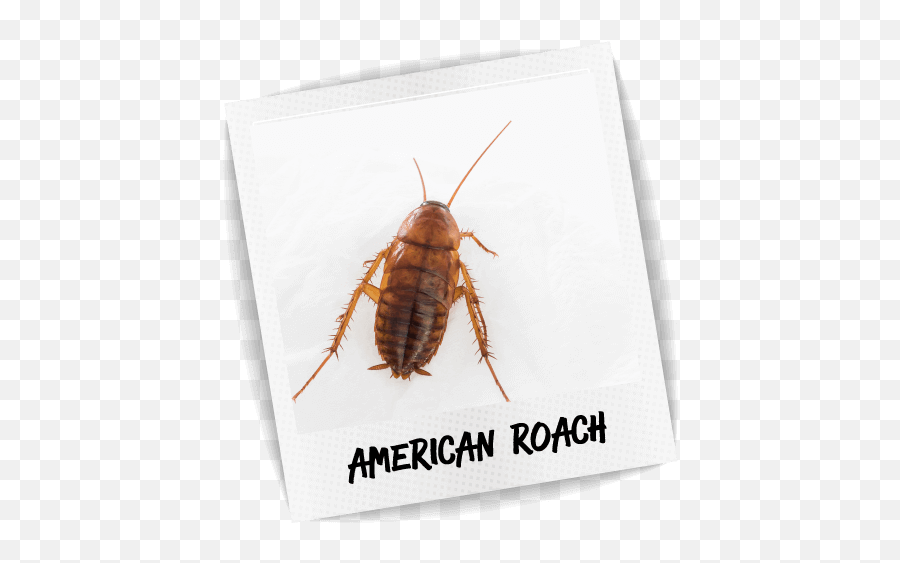 American Cockroach U2013 Blue Chip Pest Services - Madagascar Hissing Cockroach Png,Cockroach Transparent