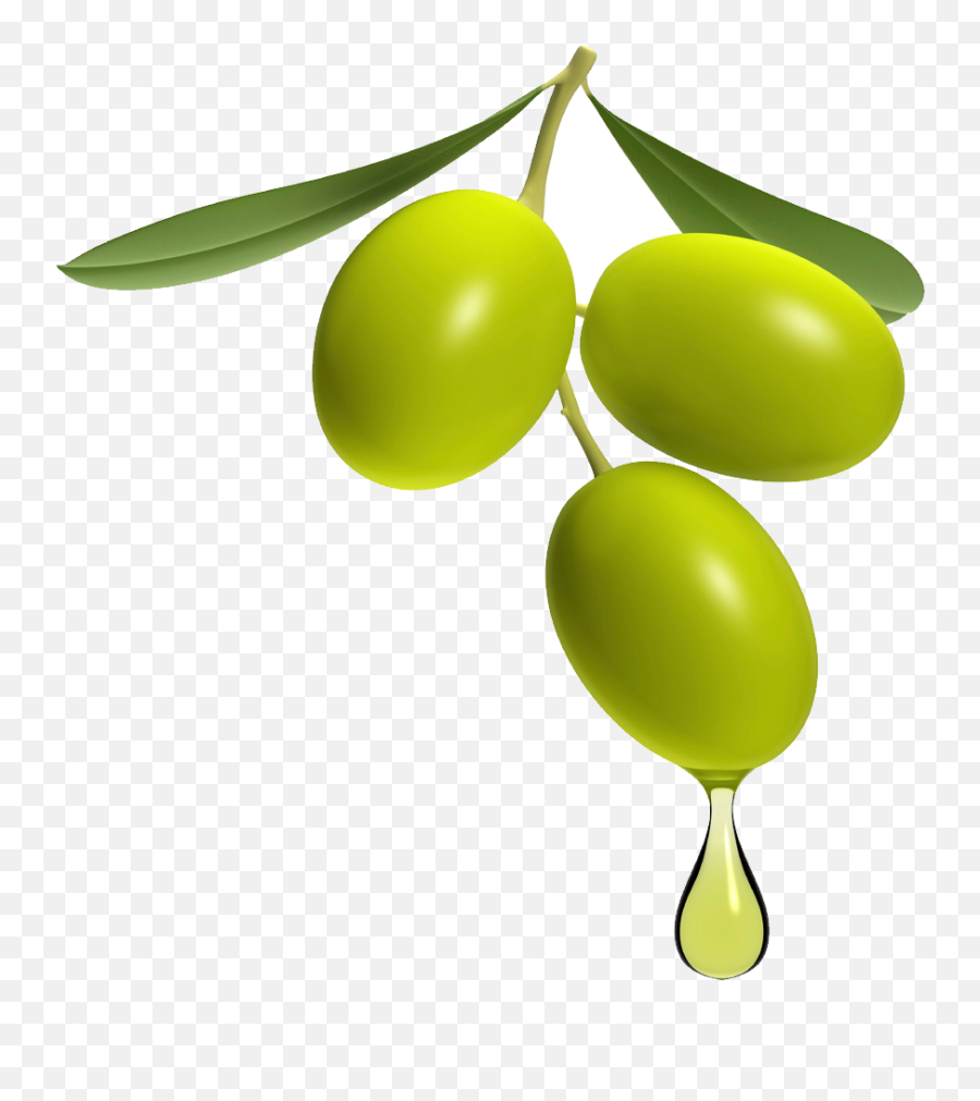Download Olive Png Transparent Image For Designing Projects - Olive Png,Fruit Tree Png