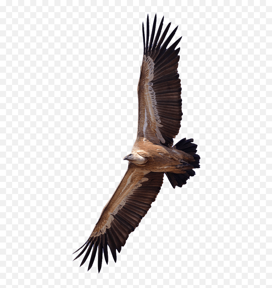 Vulture Png Transparent Image - Vulture Png,Vulture Png