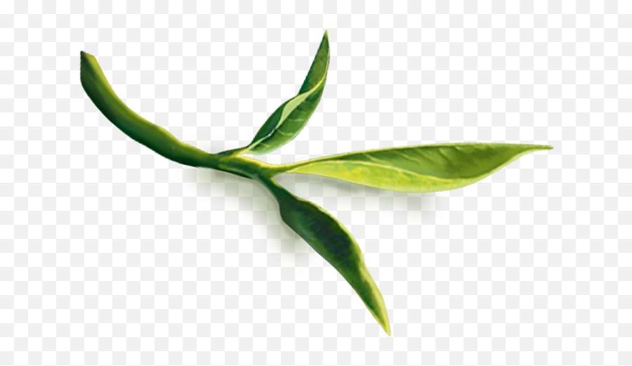 Download Hd Green Tea Leaves Png For - Tea Plant,Tea Leaves Png