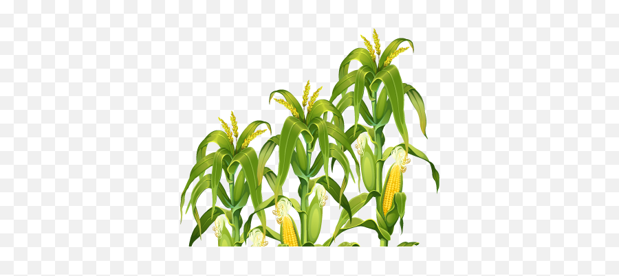 Download Corn Plant Transparent Image Hq Png Freepngimg - Corn Stalk Png,Plant Transparent Background