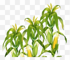 Download Corn Plant Transparent Image Hq Png Freepngimg - Corn Stalk Png,Plant Transparent Background