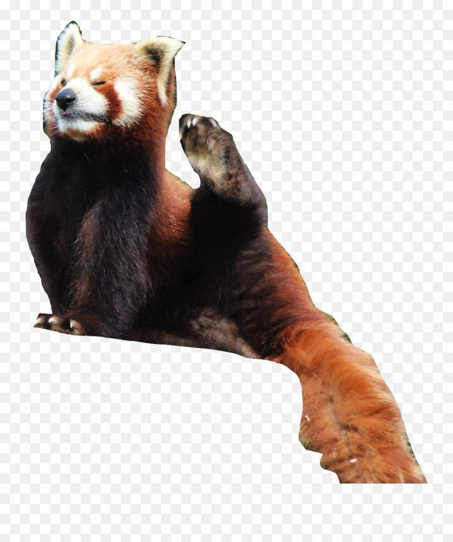 Save Red Panda Text Images Music Video Glogster Edu - Red Panda Png,Red Panda Transparent