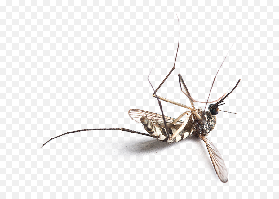 You Need Mymosquitopro - Dead Mosquito Png,Mosquito Png - free transparent  png images 