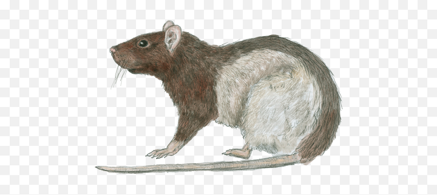 Rat Epic 35e Creature - Du0026d Wiki Rat 5e Png,Rat Png
