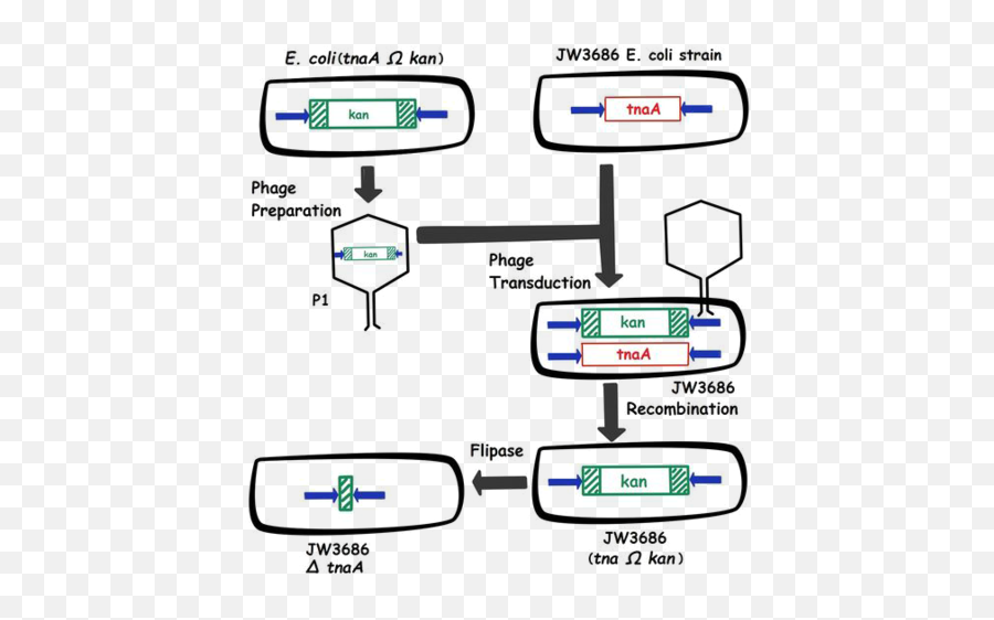 Teamparis Saclayprojectodor - Free Ecoli 2014igemorg Parallel Png,Smell Png