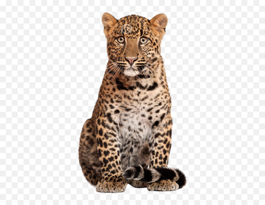 Panther Leopard Jaguar - Leopardcheetah Free Png Image Cheetah Head Transparent Background,Leopard Png