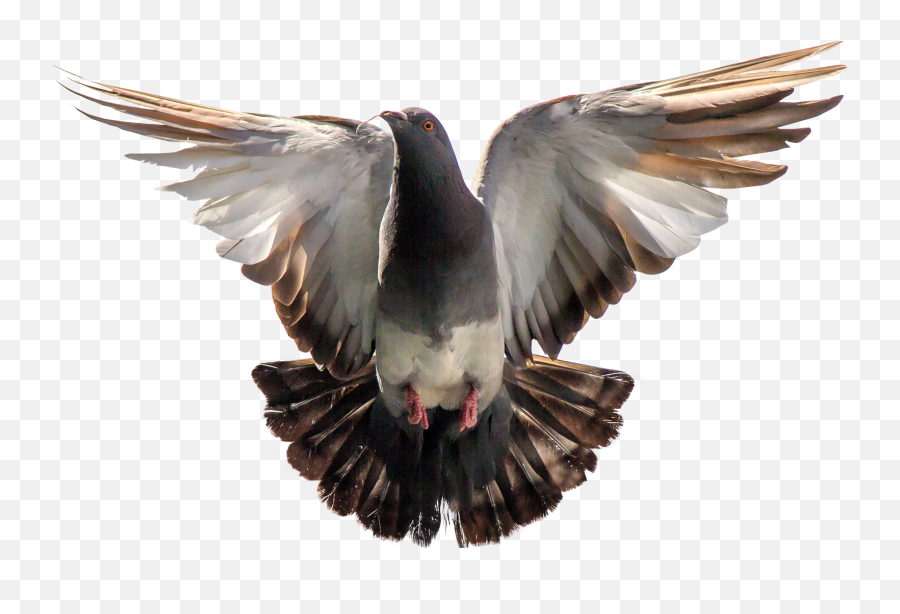 Download Pigeon Flying Png Image For Free - Transparent Background Pigeon Flying Png,Fly Png