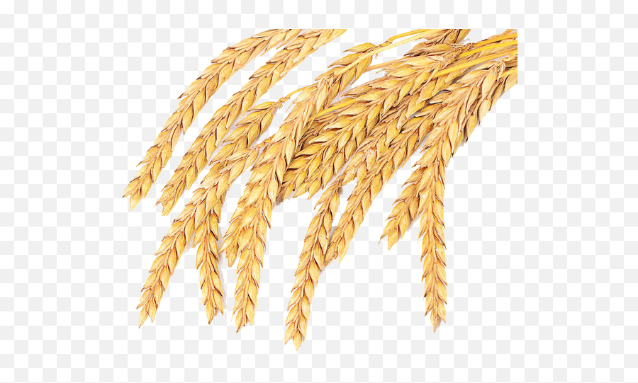 Download Grass Wheat Family Spelt Grain Common Emmer Hq Png - Wheat,Grain Png