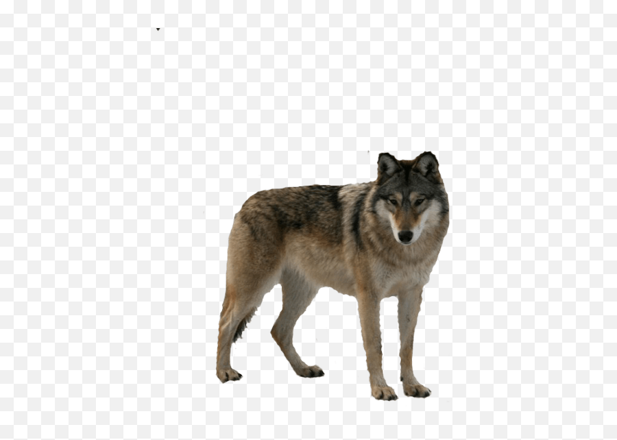 Download Free Wolf Png Image Picture Icon Favicon Wolf Cut Out Lobo Png Free Transparent Png Images Pngaaa Com