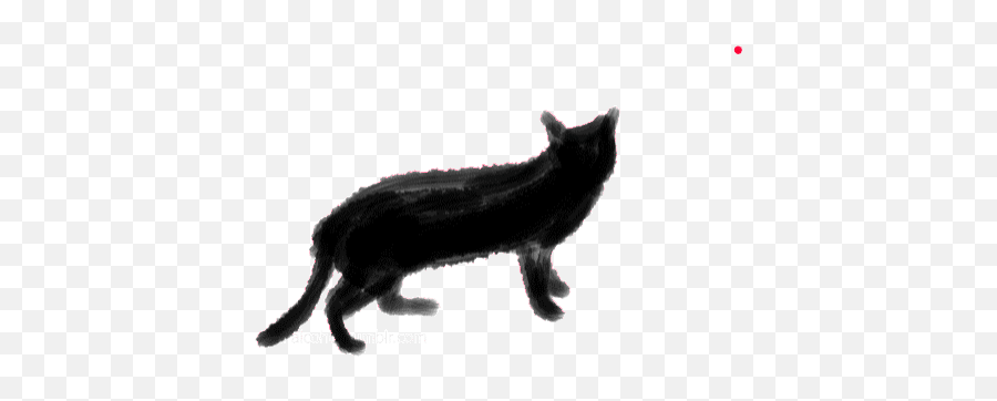 Top Basketball Cats Stickers For Android U0026 Ios Gfycat - Cat Animated Gif Transparent Png,Black Cat Transparent Background