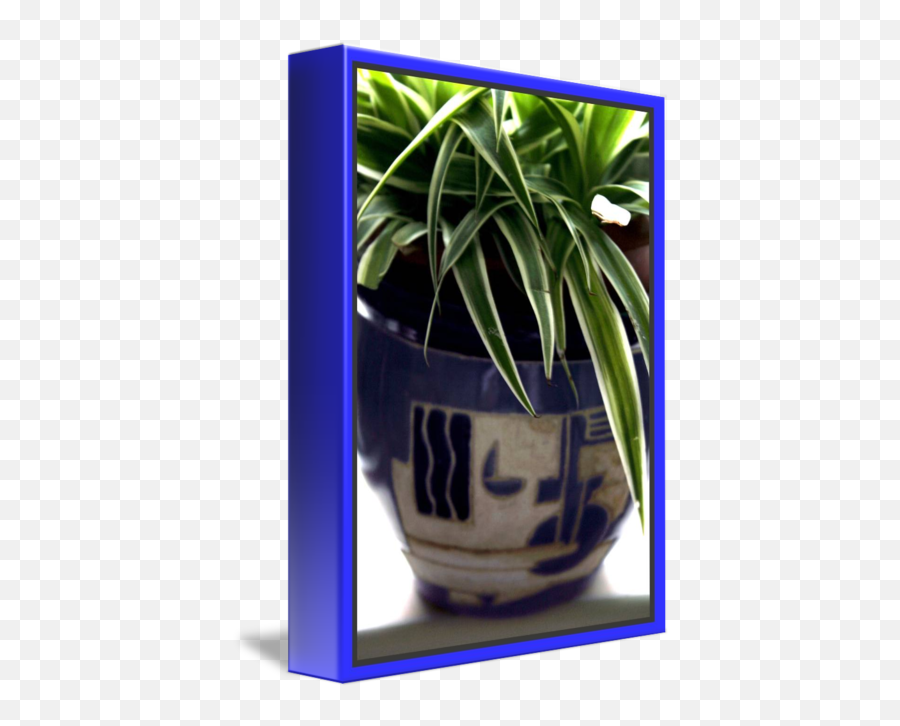 Potted Plant 1 By Martin J Murphy - For Indoor Png,Potted Plant Png