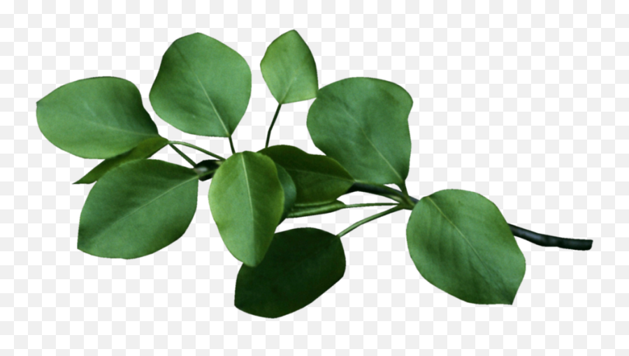 leaves branch png
