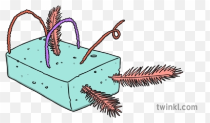 Stick Feathers In Sponge Illustration - Twinkl Del Iutembi Png,Sponge Png