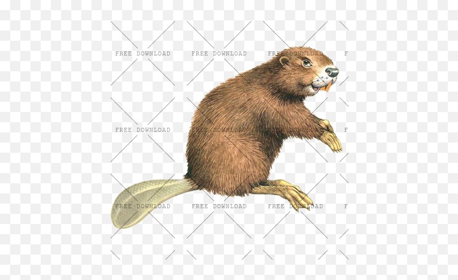 Beaver Png Image With Transparent Background - Photo 364 Beaver Png,Rice Transparent Background