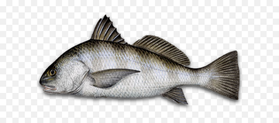 Louisiana Fish Species Hook Dat Fishing Charters - Black Drum Fish Png,Red Fish Icon