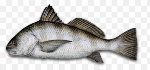 Louisiana Fish Species Hook Dat Fishing Charters - Black Drum png