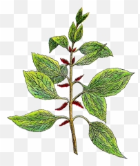 1080 Uhd Herbs Clipart Png Pack 6613 Atypiques - Mag Botanical Herb Clip Art,Herbs Png