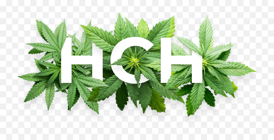 Visit Our Marijuana Dispensary Today And Pick Your Own Bud - Hch Cannabis Png,Marijuana Transparent