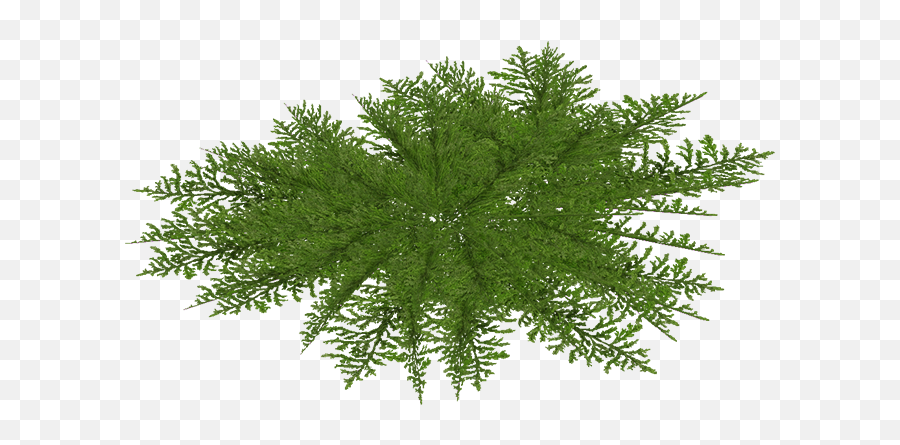 Juniper Png 5 Image - Pond Pine,Juniper Png