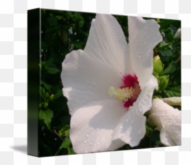 Beauty Without The Beast By Ivan Bylinkin - Lilac Hibiscus Png,Beauty And The Beast Rose Png