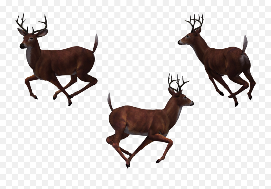 Buck - Group Of Deer Clip Art Png,Deer Png