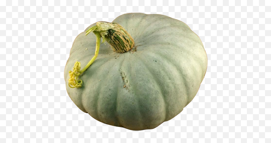 Squash Crown Prince - Gourd Png,Squash Png