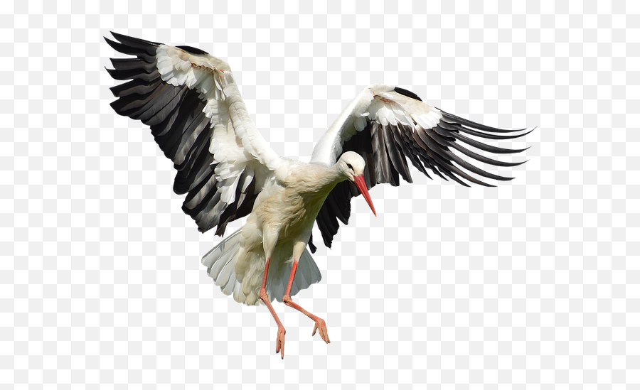 Stork Png Image With Transparent - Storks Flying Png,Stork Png