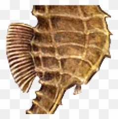 Seahorse Png Transparent Images - Horse