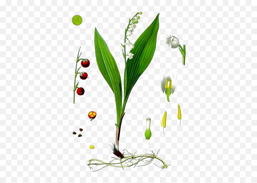 Lily Of The Valley Png Transparent Image Mart - Konwalia Majowa Rysunek,Lily Transparent