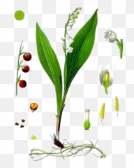 Lily Of The Valley Png Transparent Image Mart - Konwalia Majowa Rysunek,Lily Transparent