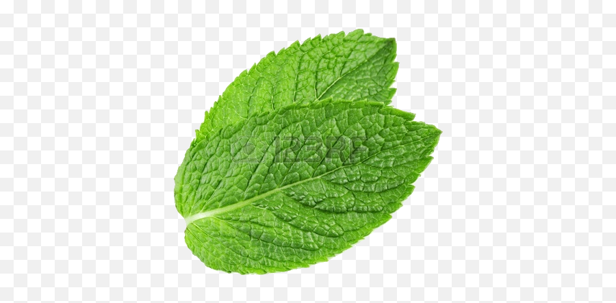 Peppermint Plant Transparent Png Play - Transparent Background Mint Leaf Transparent,Plant Transparent Background