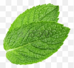 Peppermint Plant Transparent Png Play - Transparent Background Mint Leaf Transparent,Plant Transparent Background